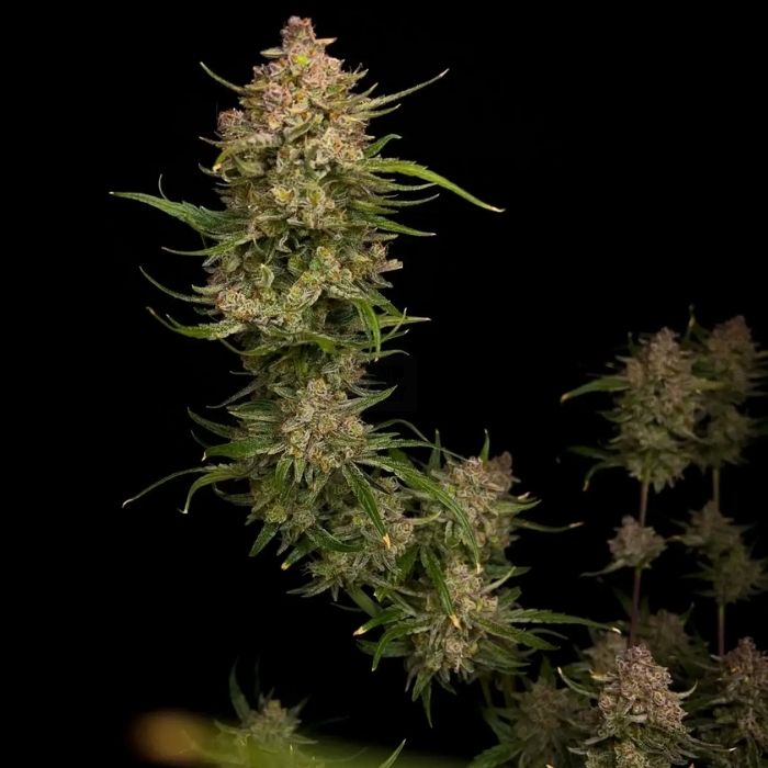 Guava Auto