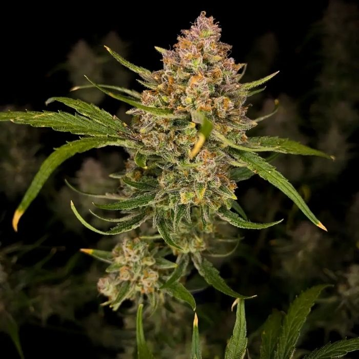 Guava Auto