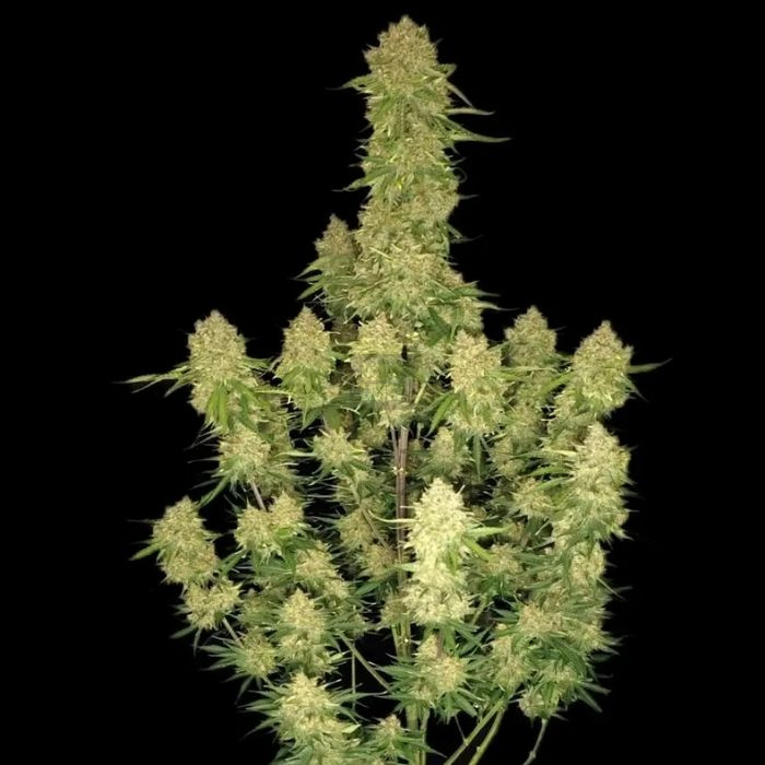 Guava Auto
