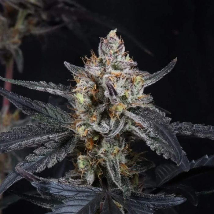 Guava Runtz Auto