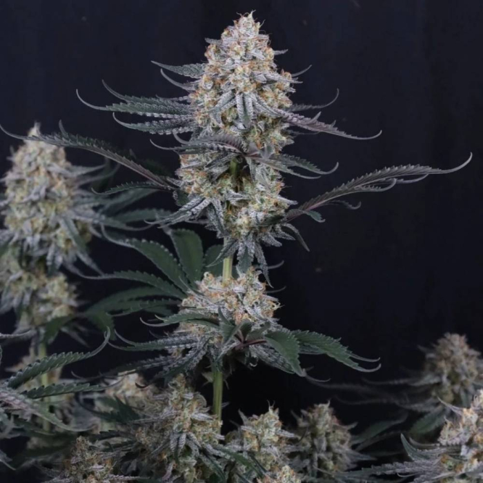 Guava Sundae Auto