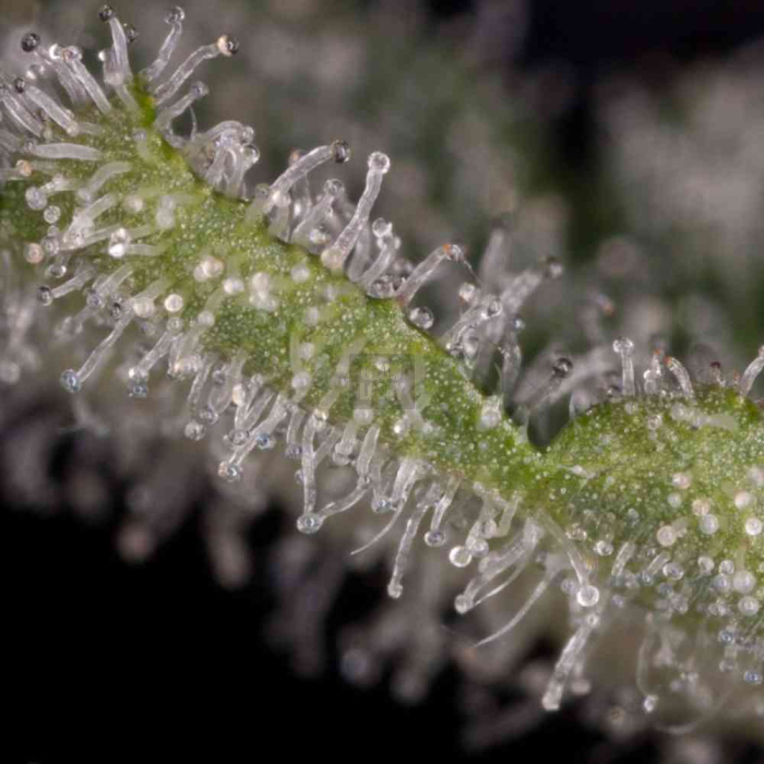 Haze 2.0 Auto Haze 2.0 Auto