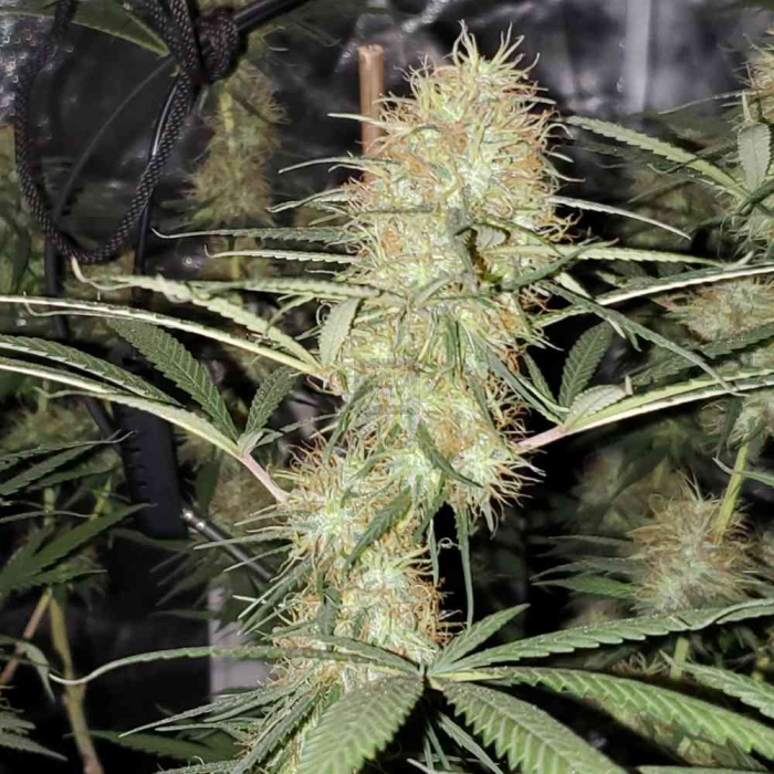 Herijuana x Jack 33