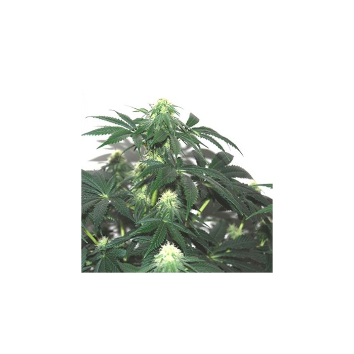 Herijuana x Jack 33
