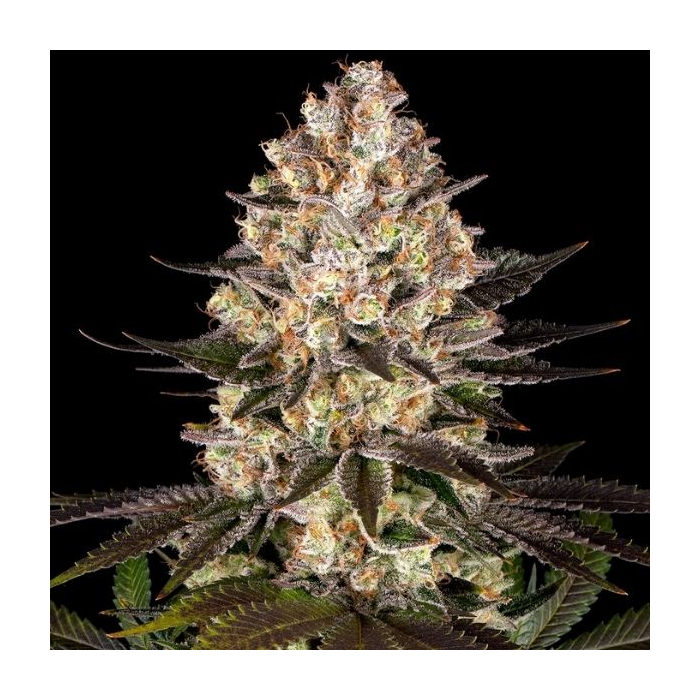 Hindu Kush Hindu Kush