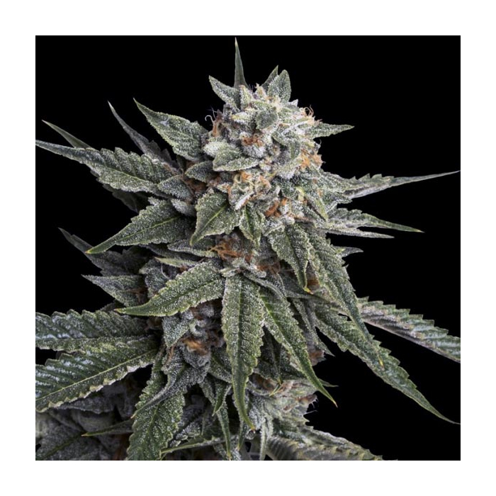 Holy Grail Kush