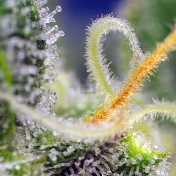 Honey Peach Auto CBD