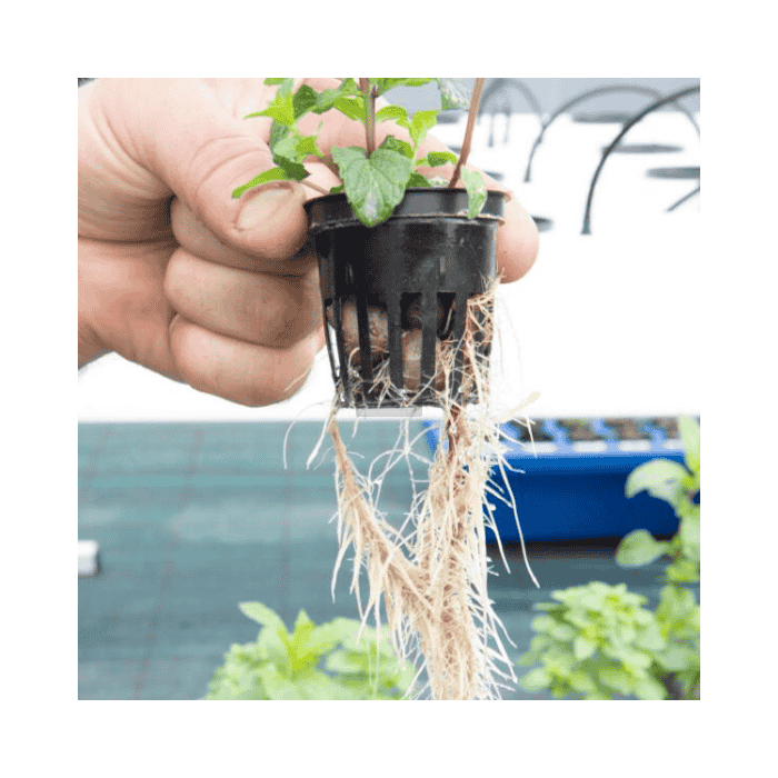 HydroCloner® 27 Terra Aquatica