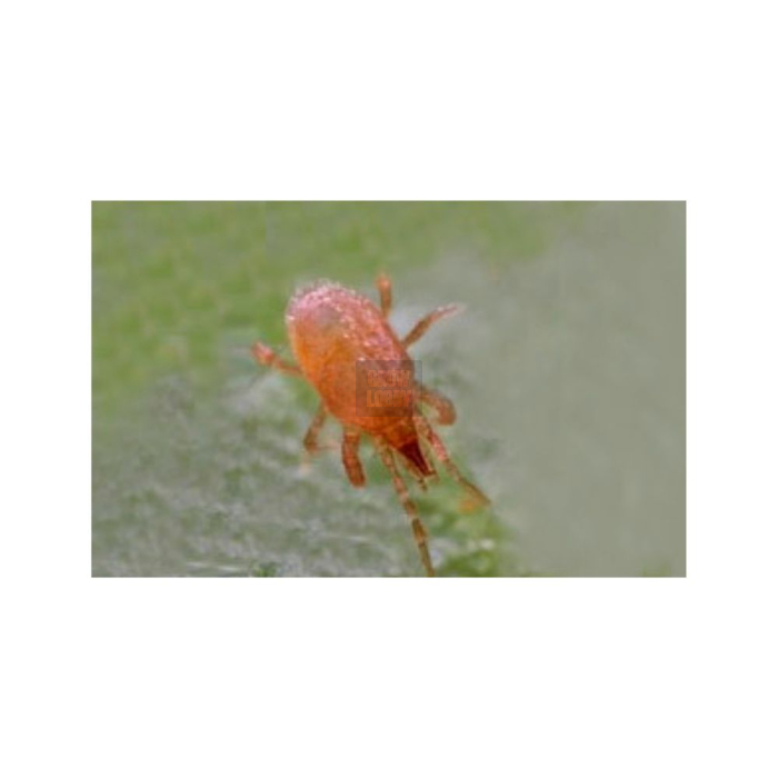 HYPOcontrol (Stratiolaelaps Scimitus)