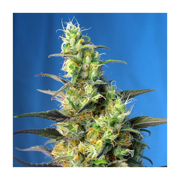 NYC Diesel CBD