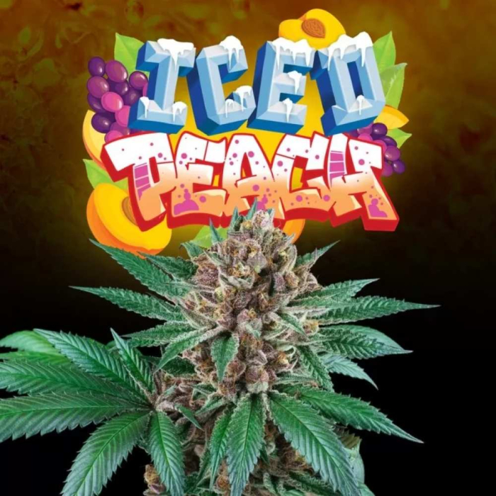 Iced Peach (Frozay x Peach Ozz) Iced Peach (Frozay x Peach Ozz)