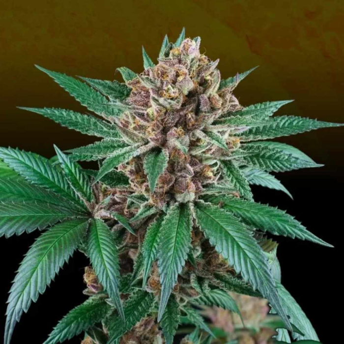 Iced Peach (Frozay x Peach Ozz)