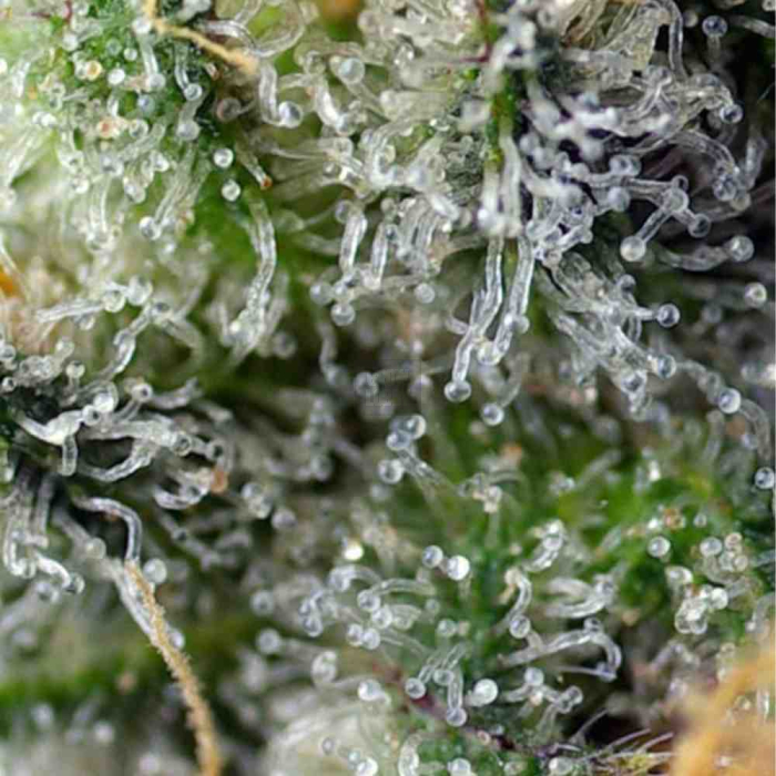 Indigo Berry Kush
