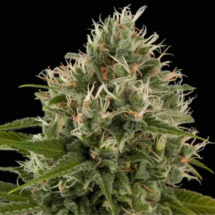 Industrial Plant Industrial Plant