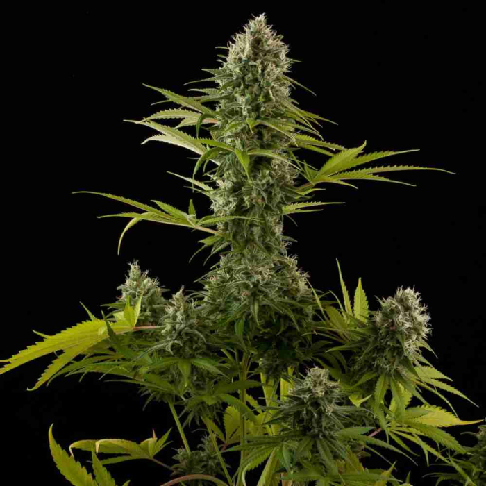 Industrial Plant Industrial Plant