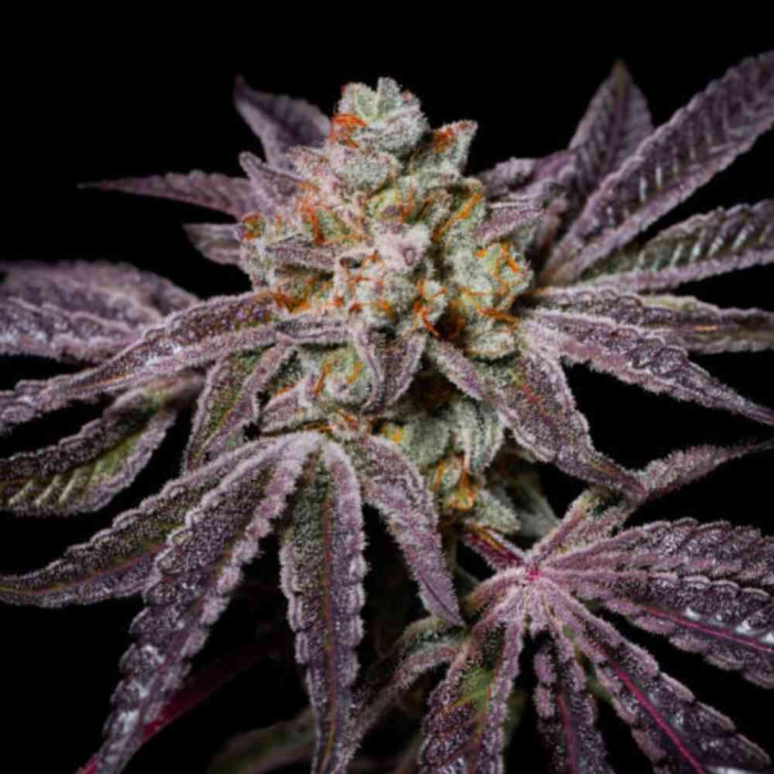 Insanity OG