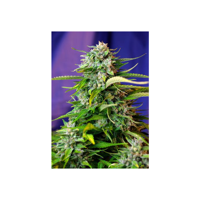Jack 47 Auto