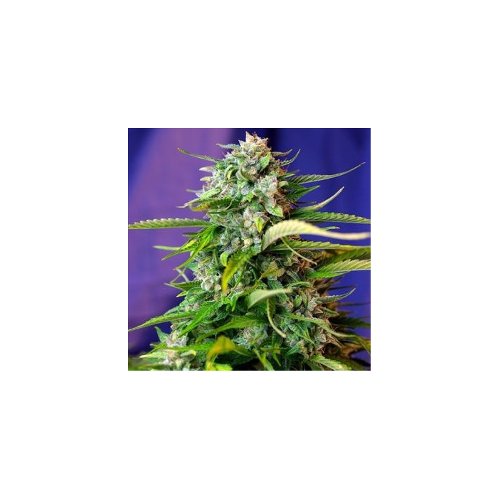 Jack 47 Auto