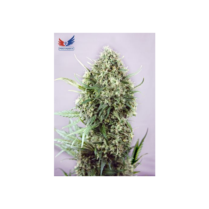 Jack Diesel Jack Diesel