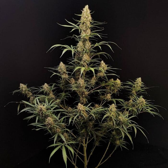 Jack Herer Auto
