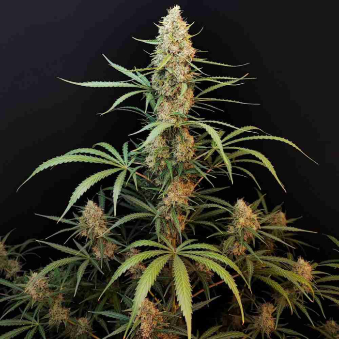 Jack Herer Auto