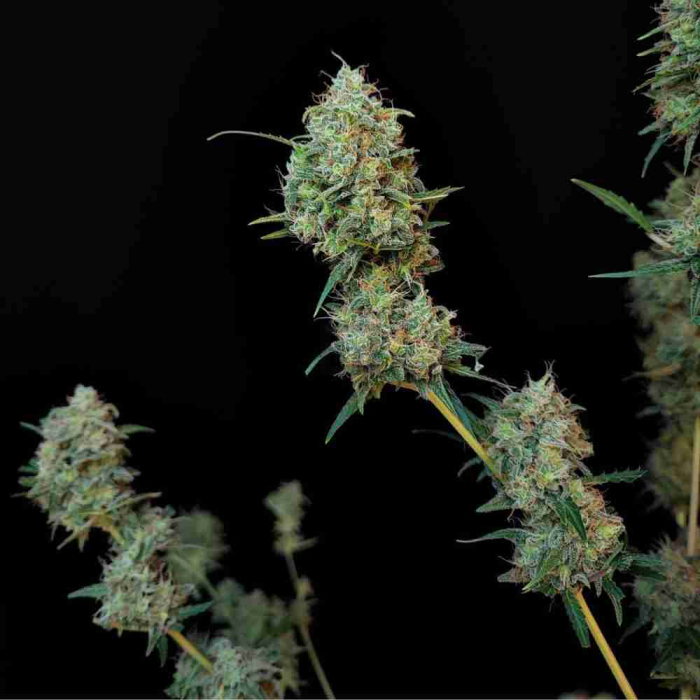 Jack Herer Auto