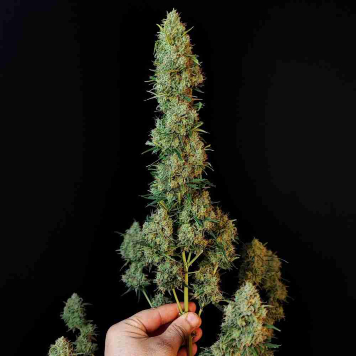 Jack Herer Auto