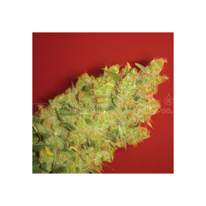 Jack La Mota
