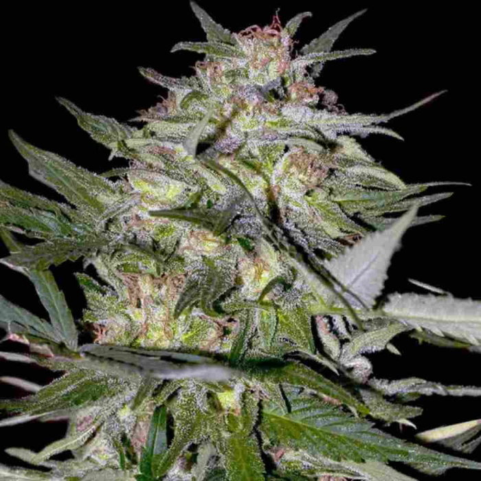 Jack Plant