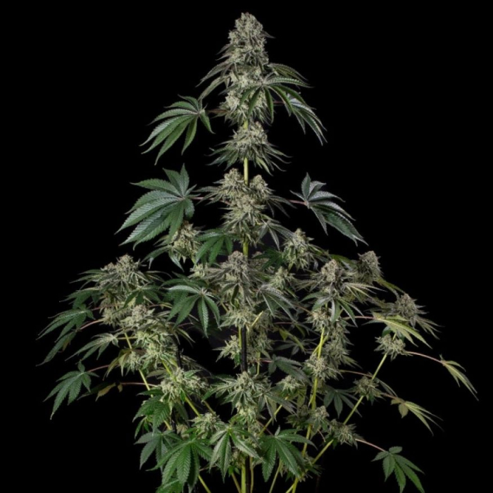 Jamaican Mountain