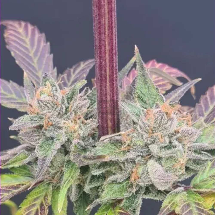 Jellyciouz Jellyciouz