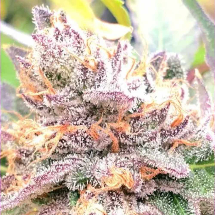 Jellyciouz Jellyciouz