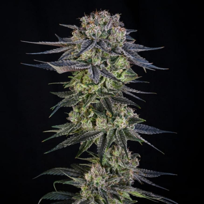 Julian Marley Special