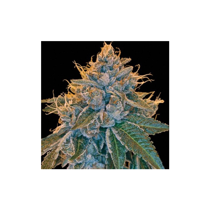 Kandy Kush