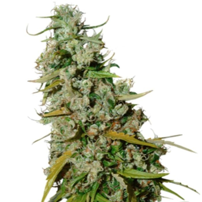 Kees' Old School Haze Kees' Old School Haze