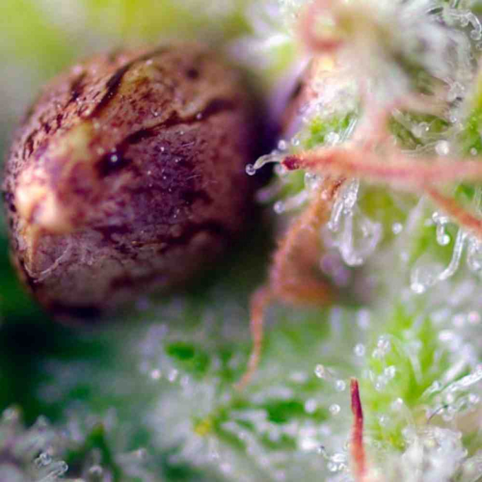 Killer Kush Auto
