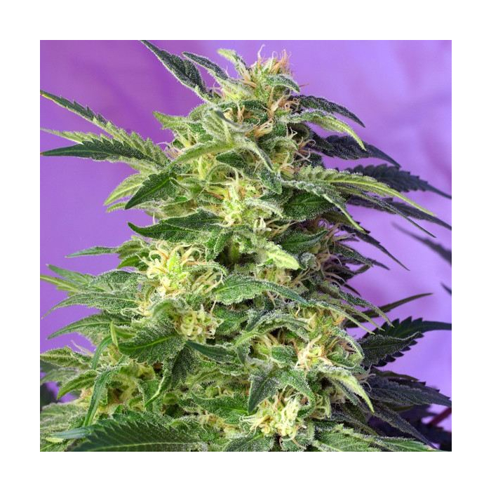 Killer Kush Auto