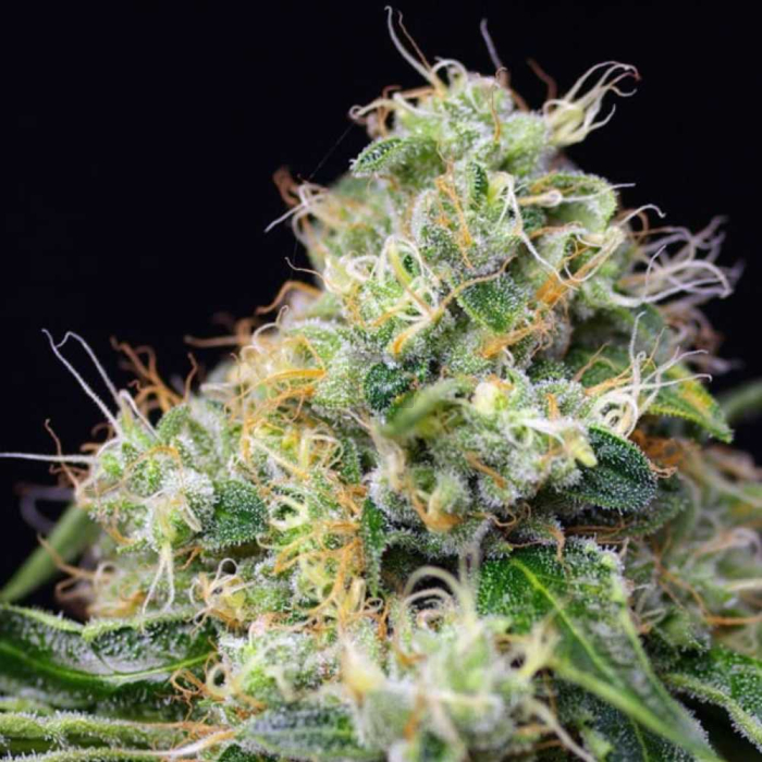 Killer Kush F1 Fast Version