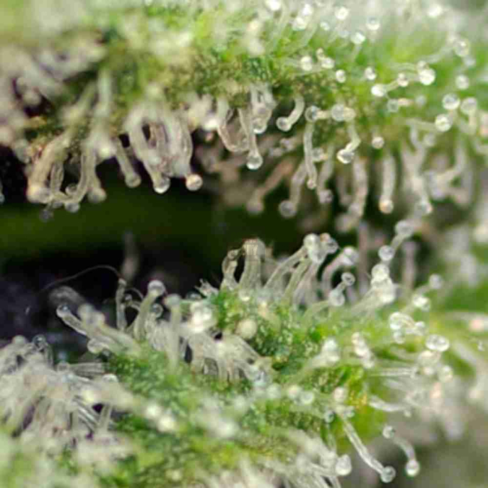 Killer Kush F1 Fast Version
