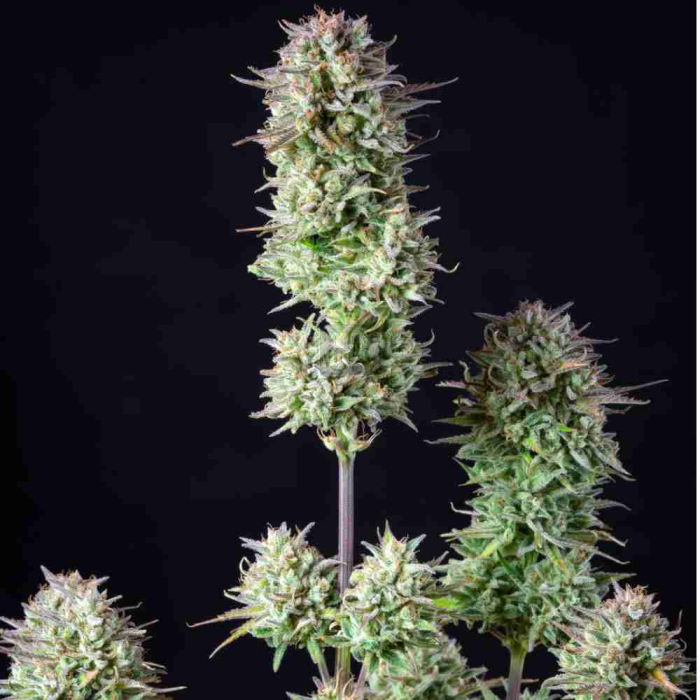 Kosher Cake Auto