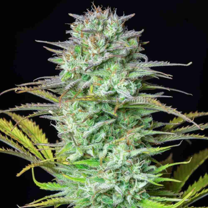 Kosher Cake Auto