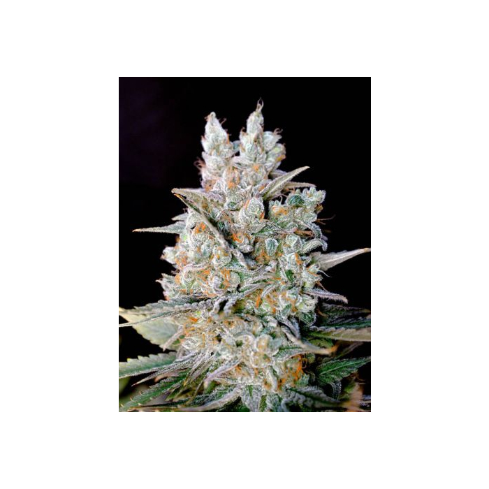 Kritikal Bilbo Auto Kritikal Bilbo Auto