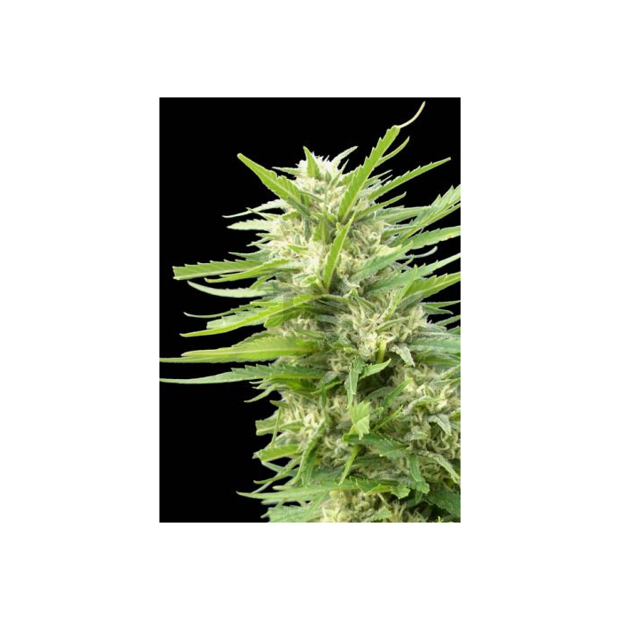 Kritikal Bilbo x AK-47 Kritikal Bilbo x AK-47