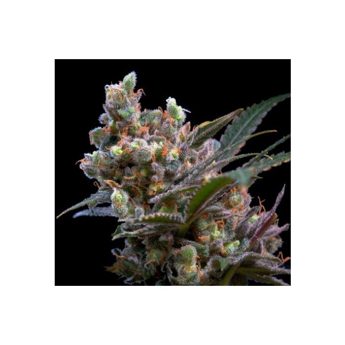 Kritikal Bilbo Kritikal Bilbo