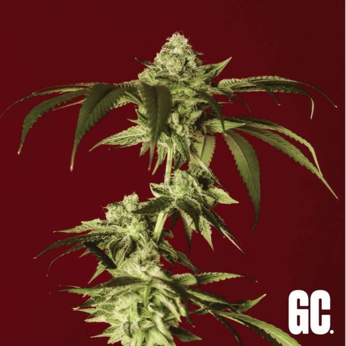 Kush Mints Kush Mints