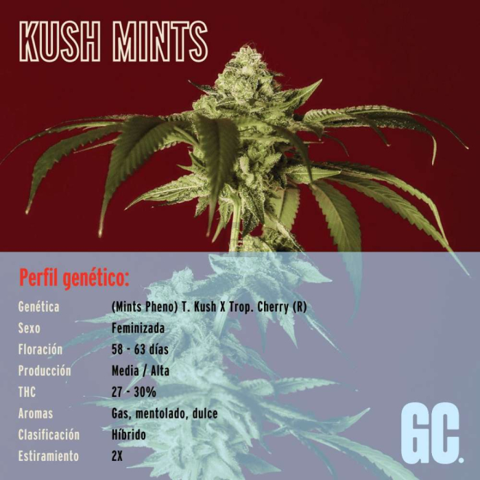 Kush Mints Kush Mints