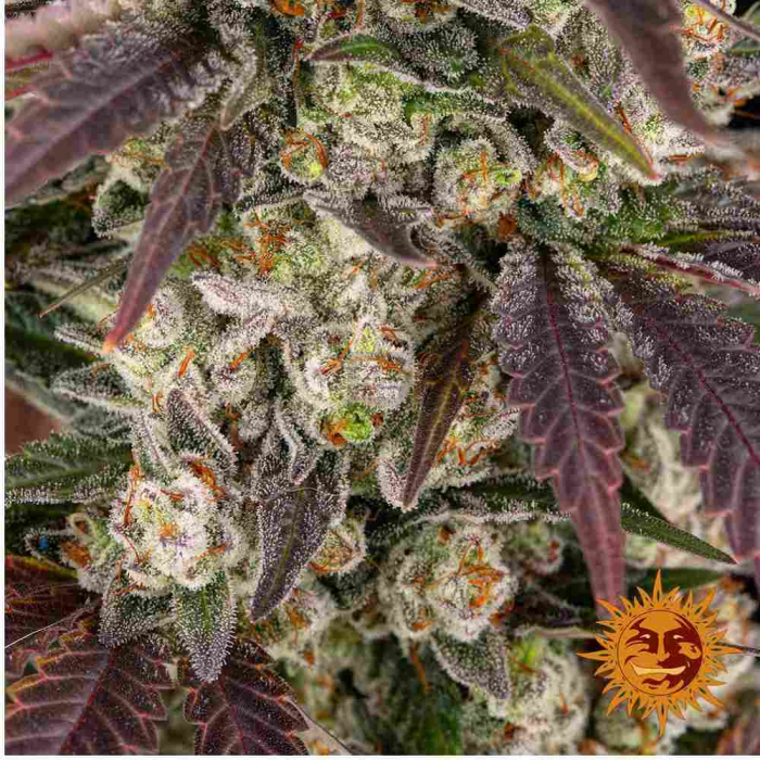 Kush Mintz