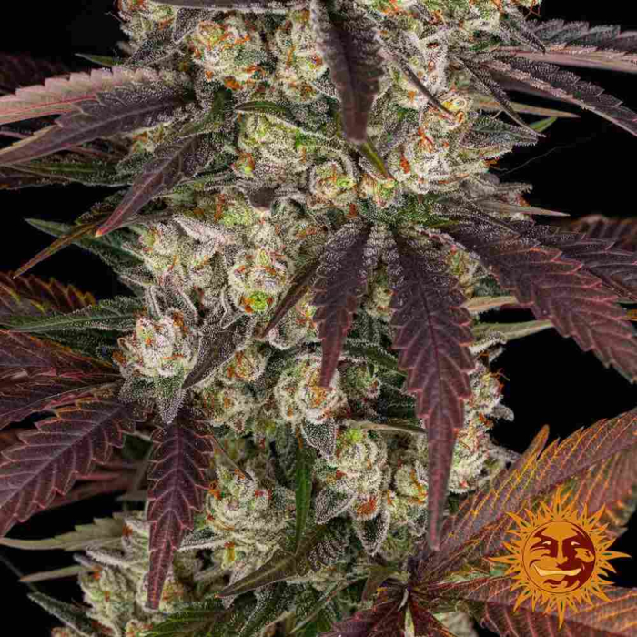 Kush Mintz