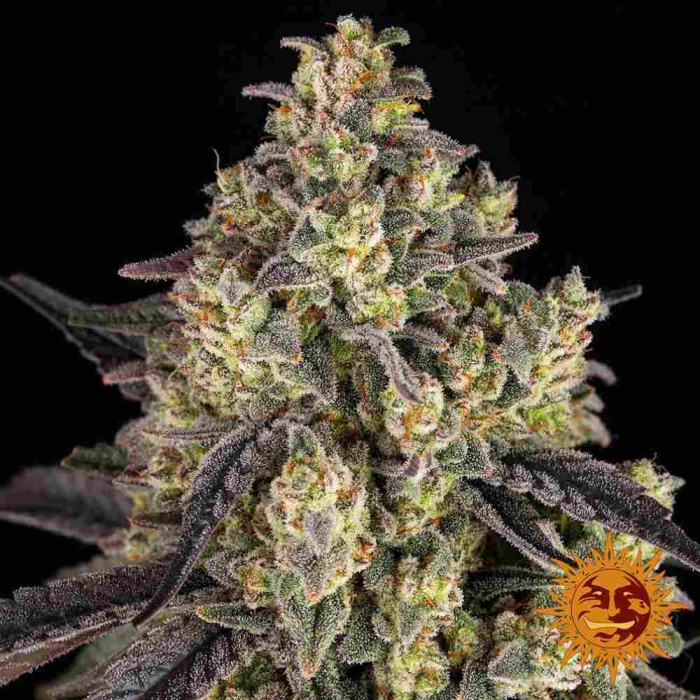 Kush Mintz