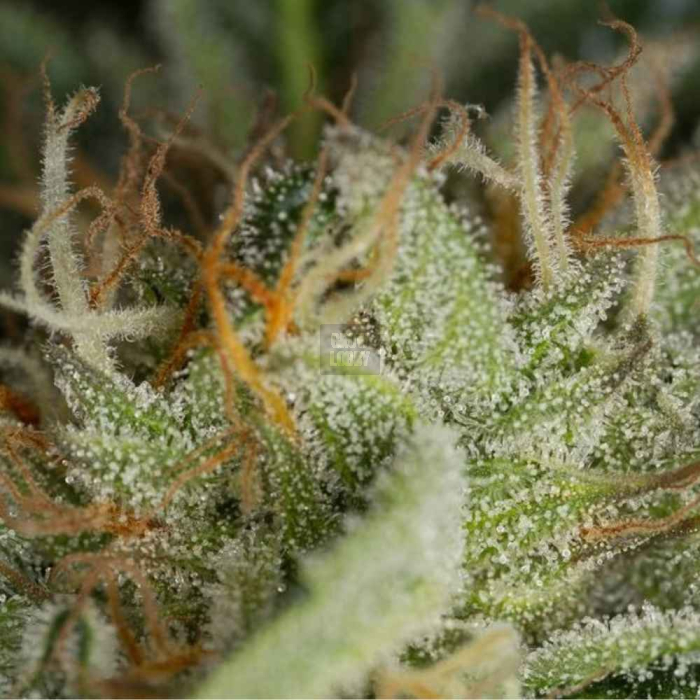 Kush N Cheese Kush N Cheese